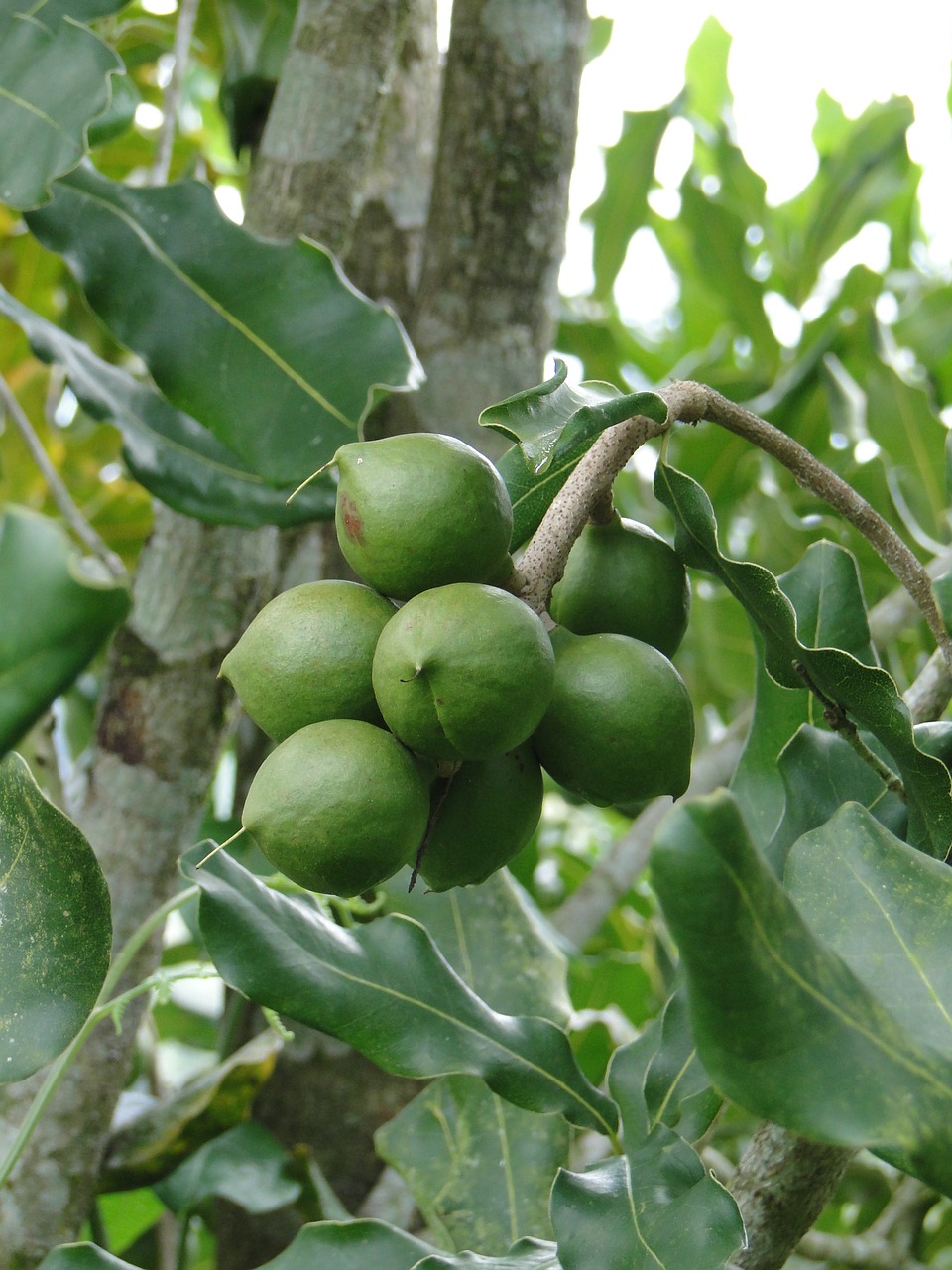 Image - fruits macadamia quindío