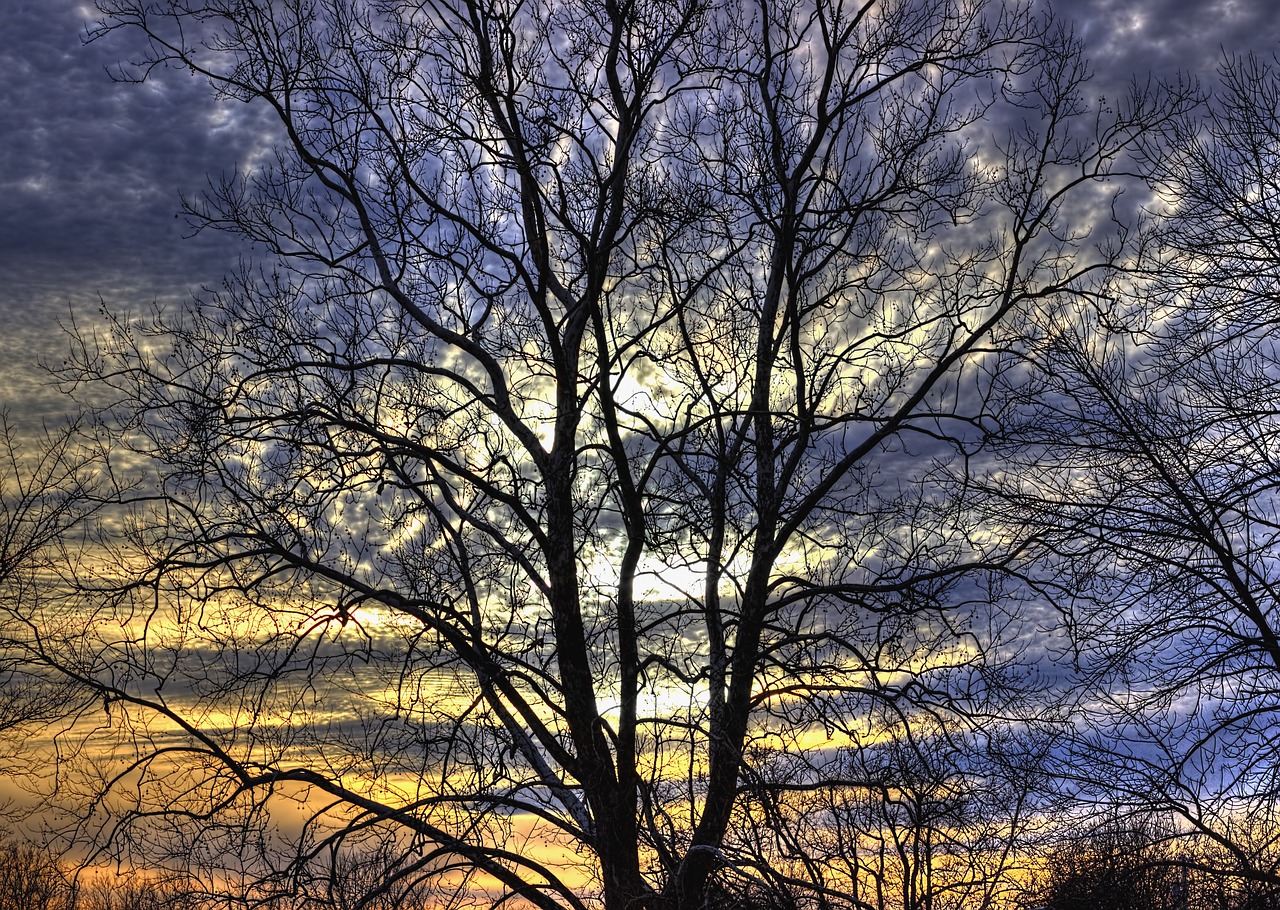 Image - scenery sunset trees artistic