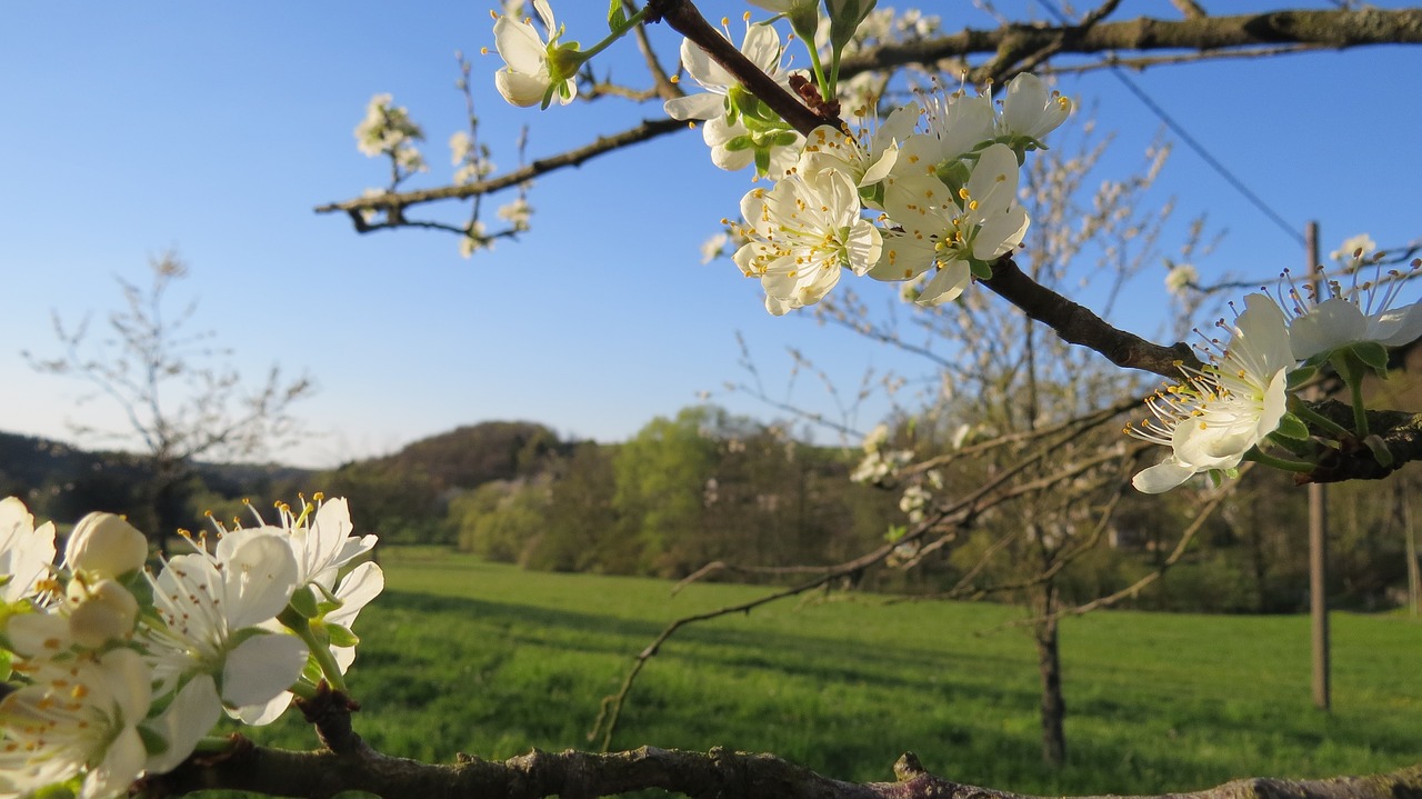 Image - apple blossom spring nature blossom