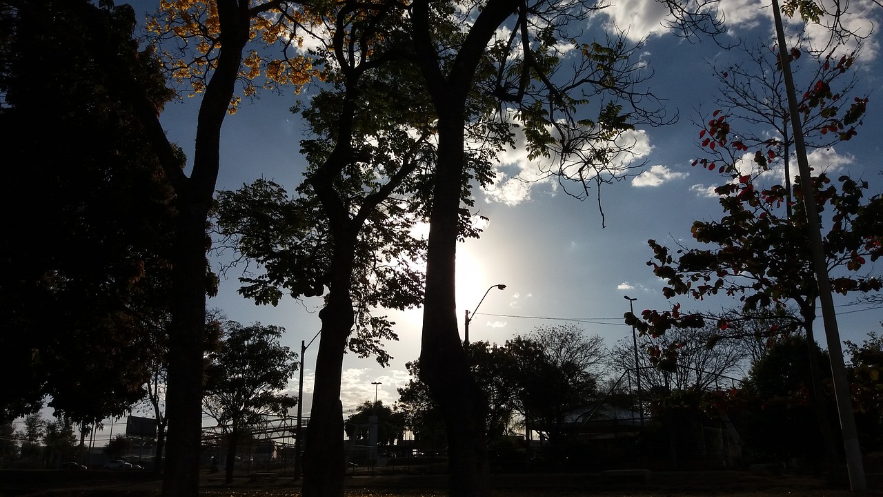 Image - sunset trees eventide against light