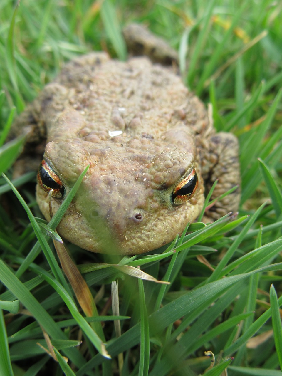 Image - macro amphibians common toad