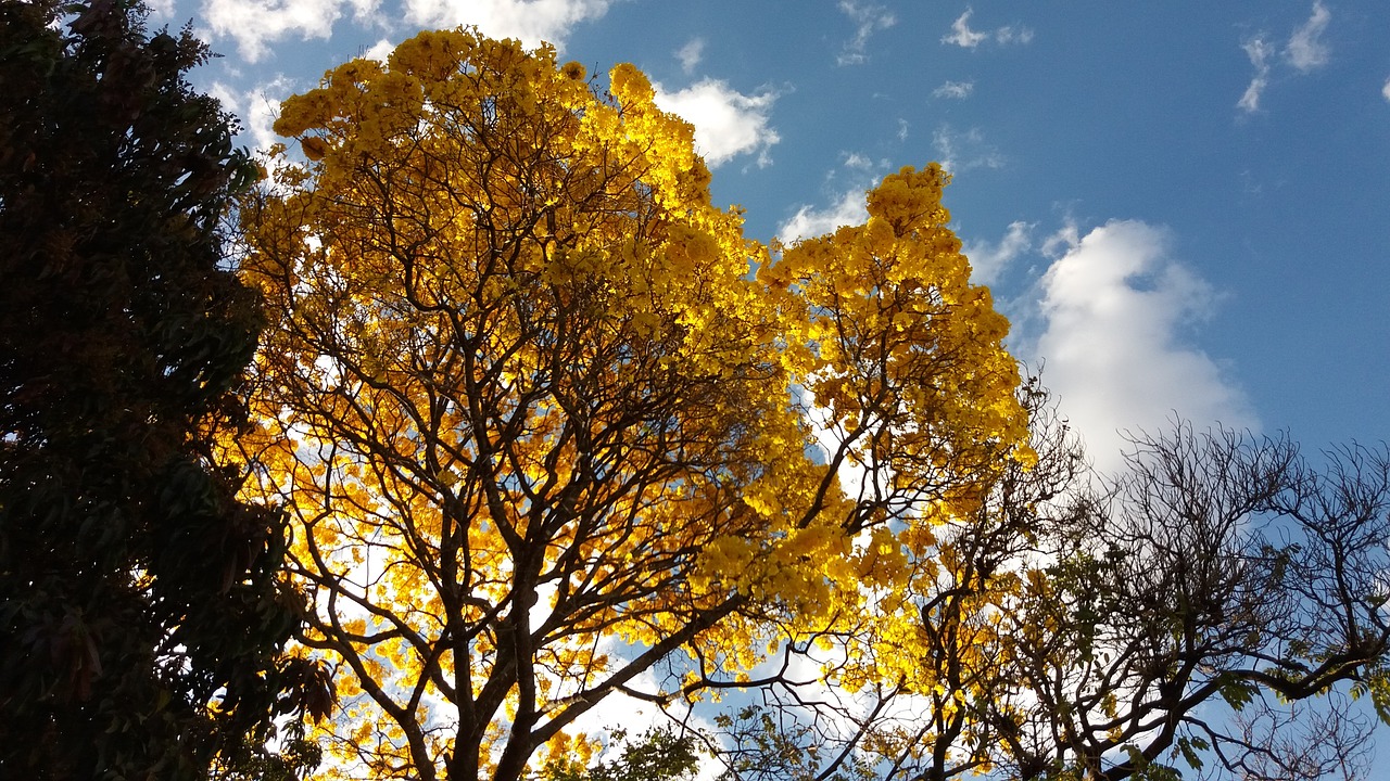 Image - trees ipê flowers nature sky