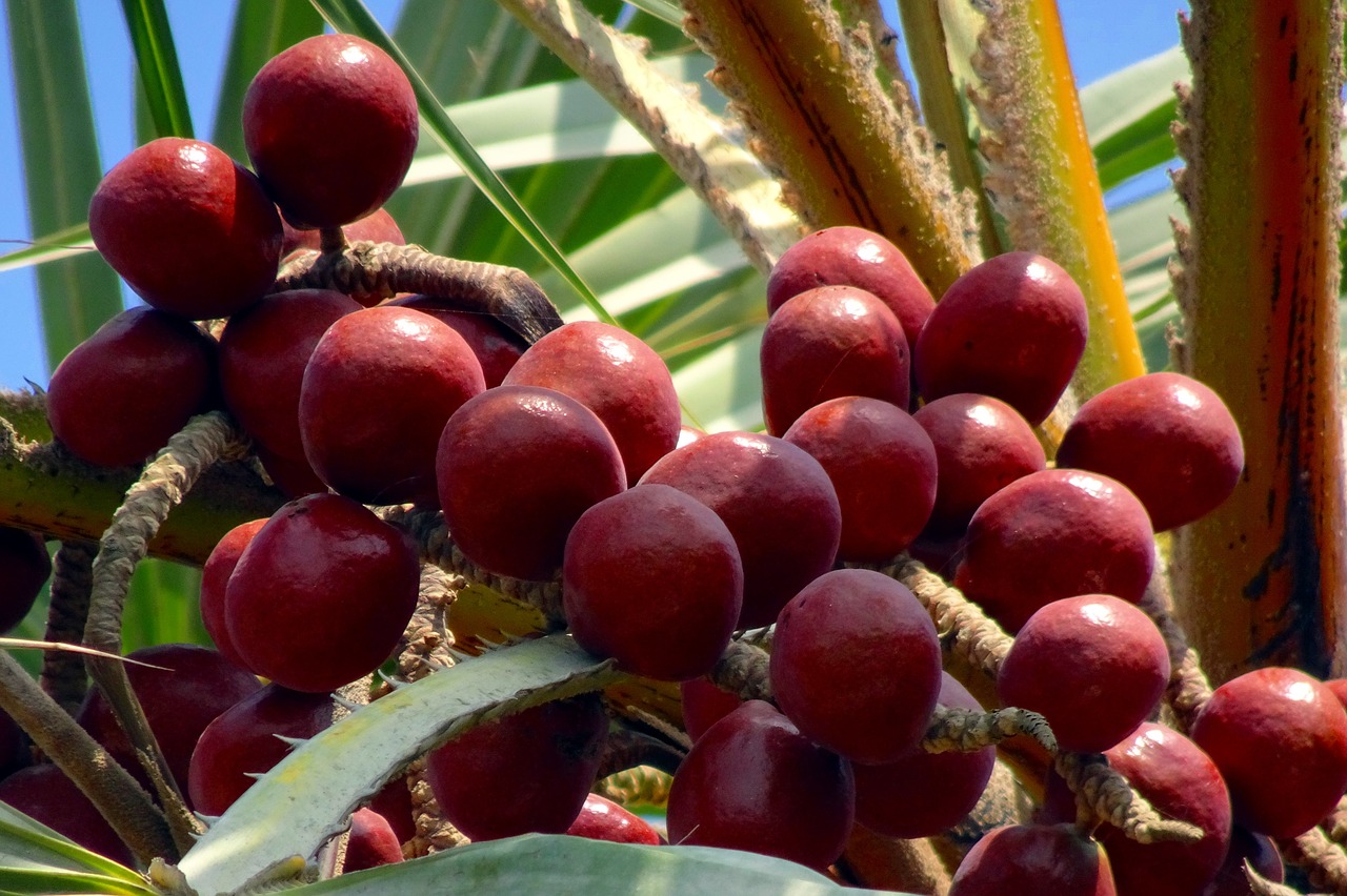 Image - palm fruit hokka tree