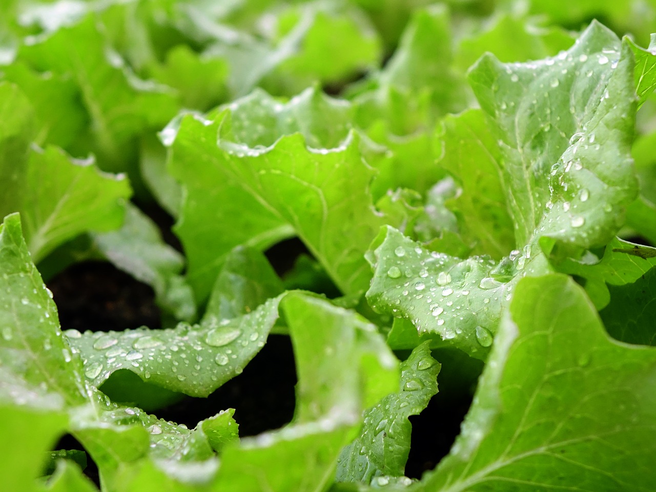 Image - lettuce 生菜 vegetable salad organic
