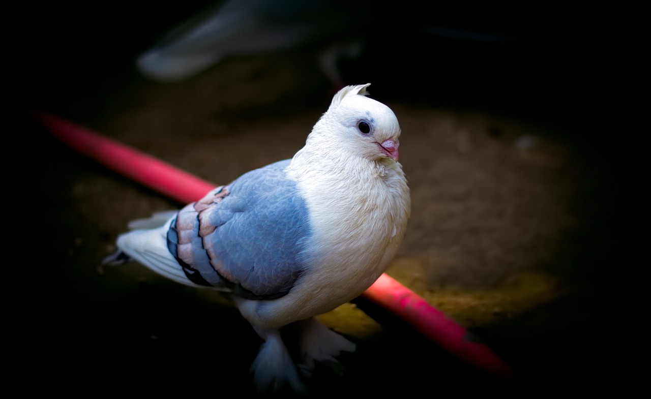 Image - pigeon bird white blue peace nice