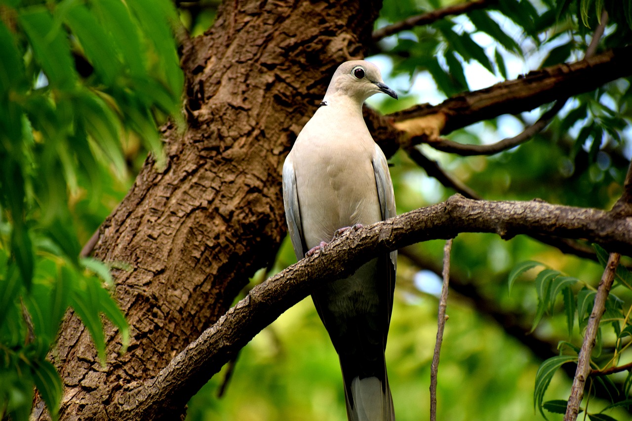 Image - bird dove nature feather animal