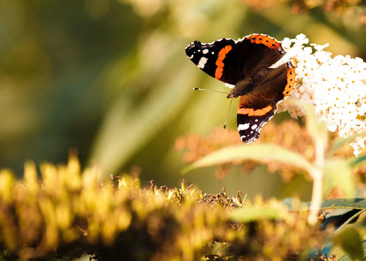 Image - butterfly spring insect close