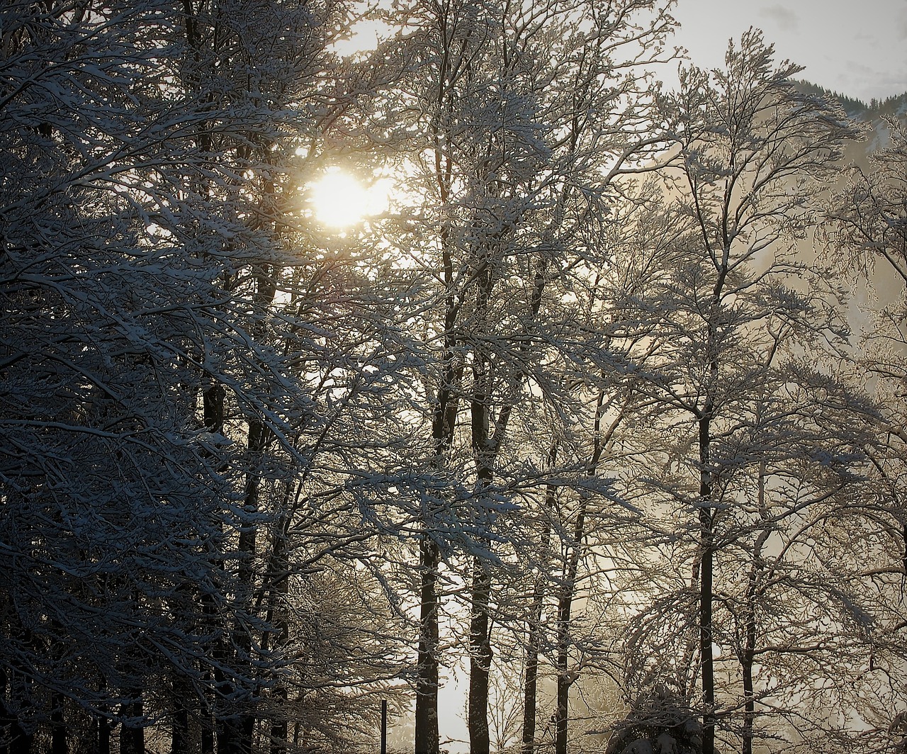 Image - winter trees sun nature sunshine