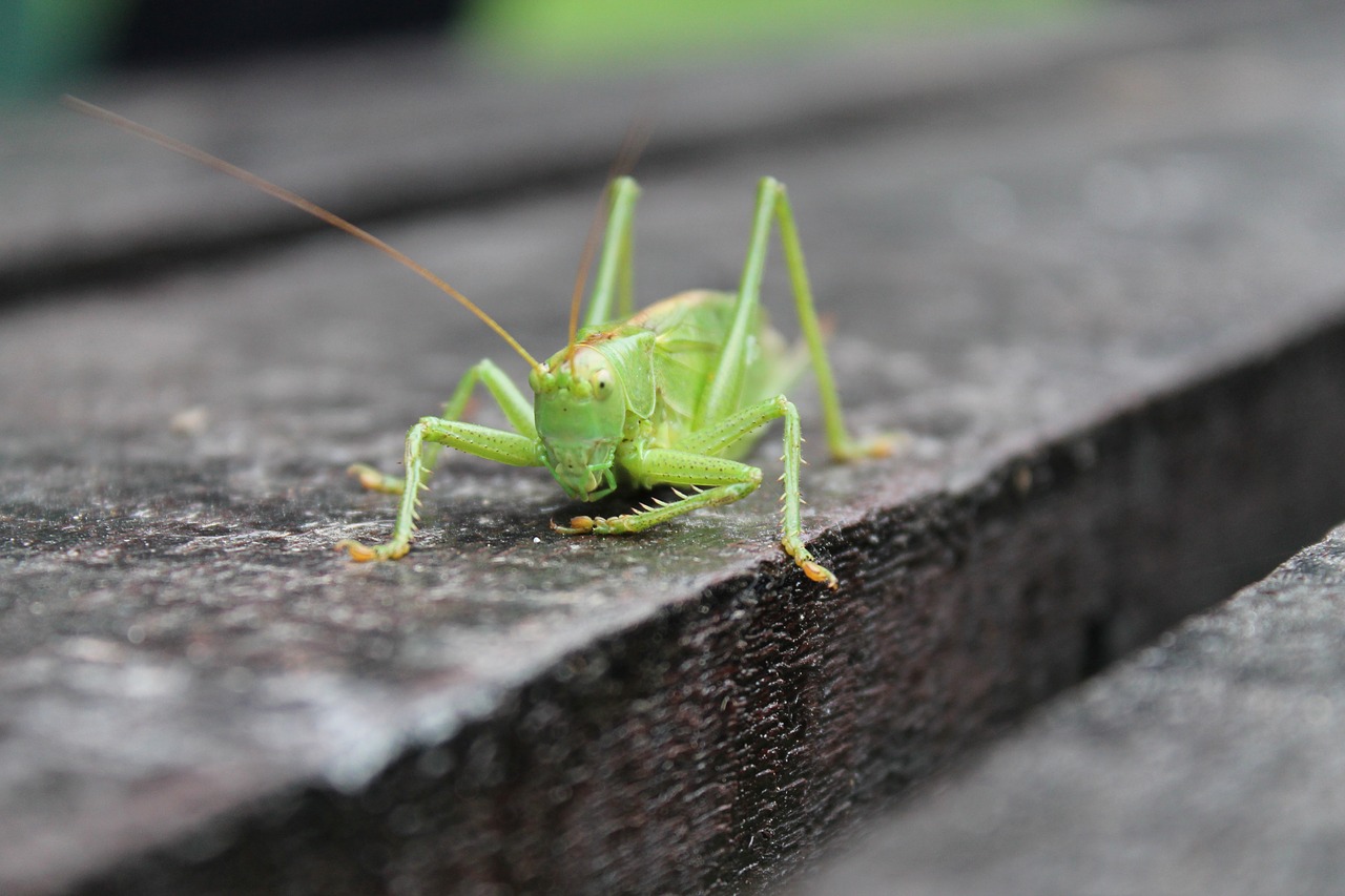 Image - tettigonia viridissima green summer