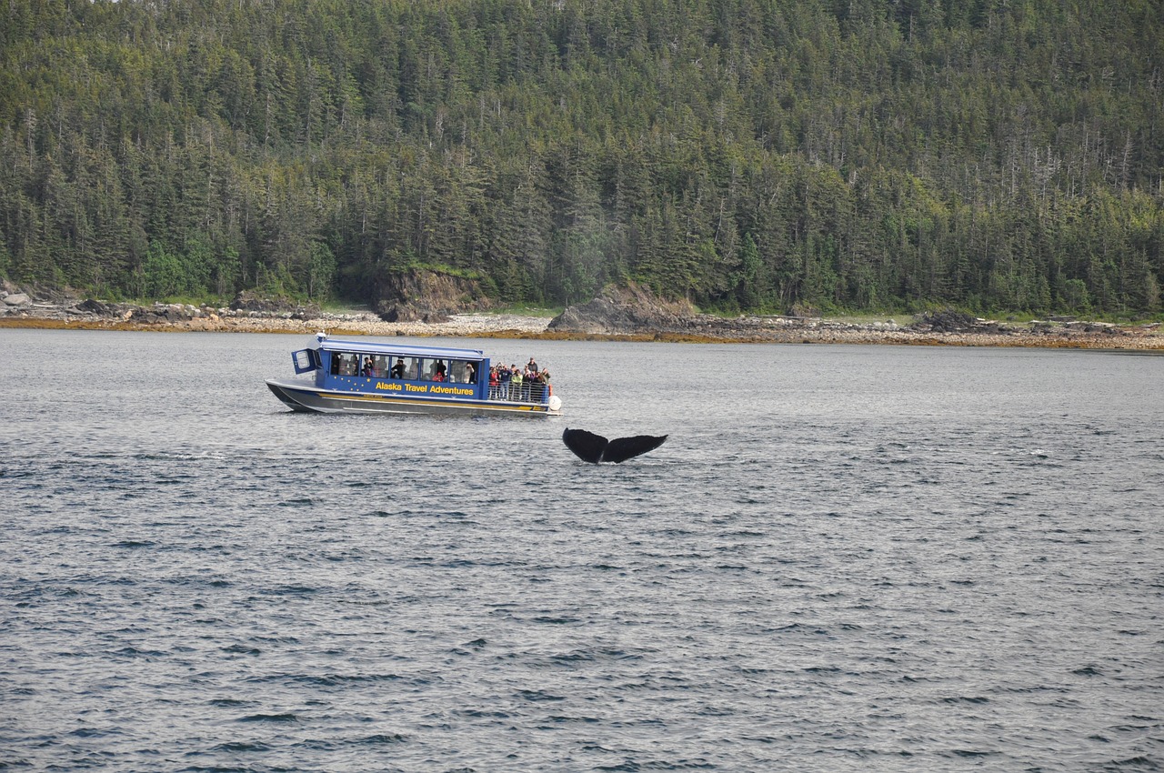 Image - whale watching alaska whale