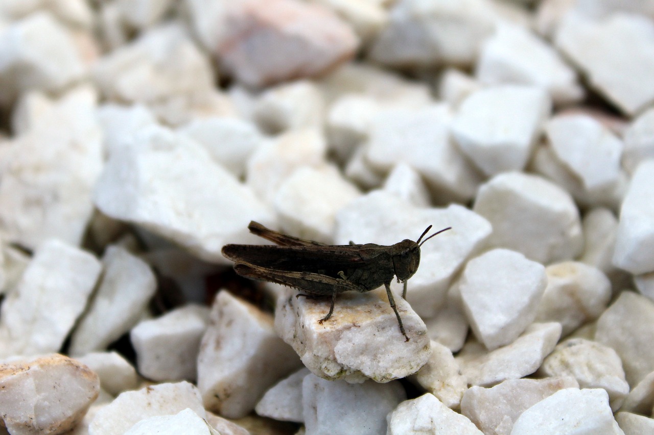 Image - grasshopper insect nature pebbles