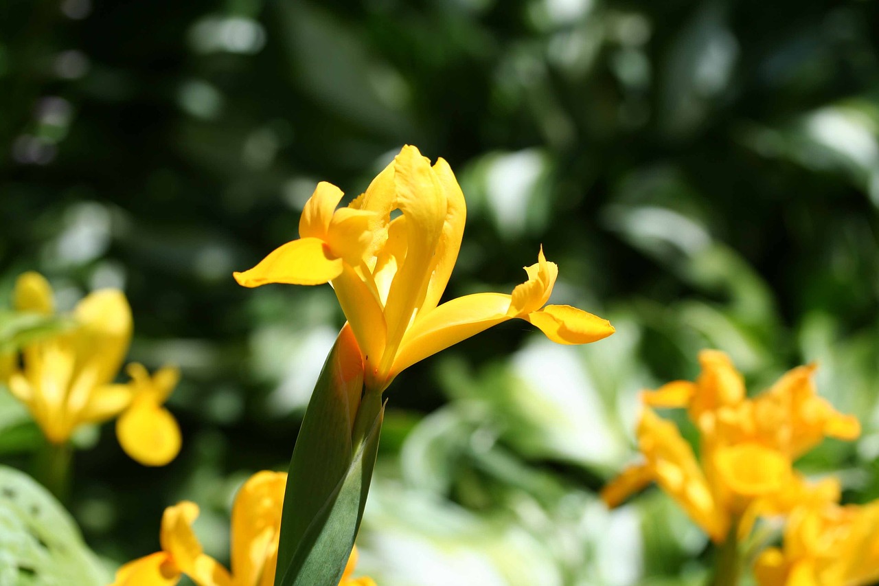 Image - yellow flag iris iris pseudacorus