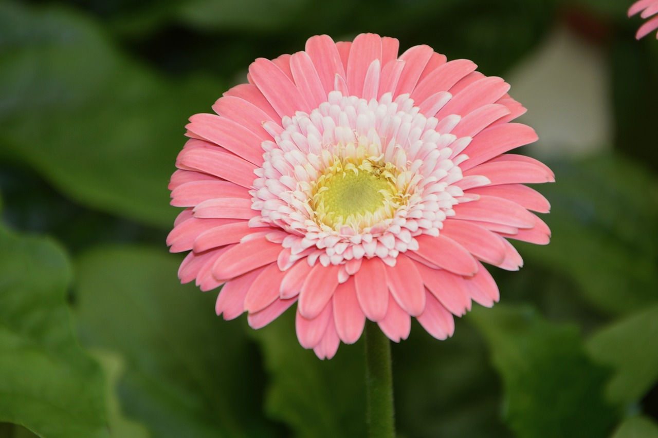 Image - flower pale pink white petals