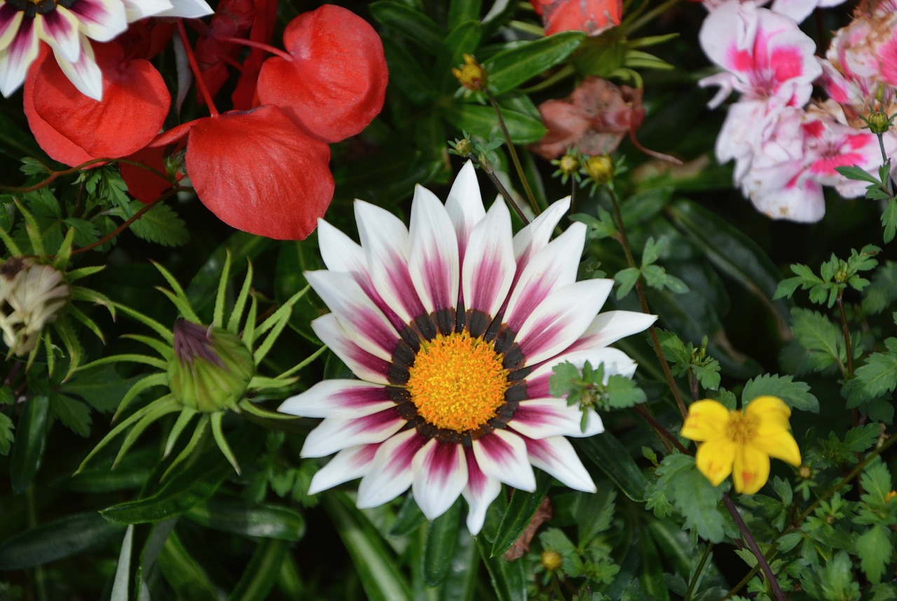 Image - flowers massif parterre garden