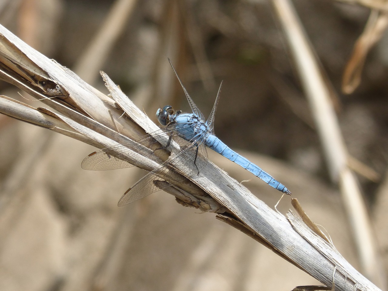 Image - blue dragonfly american cane wetland