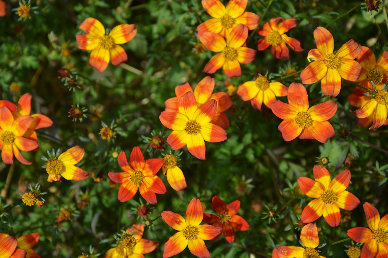 Image - flowers yellow orange green foliage