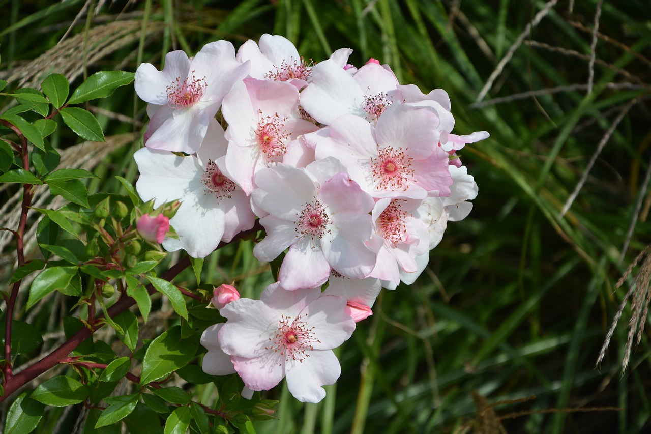 Image - flowers pink bud garden rosebush