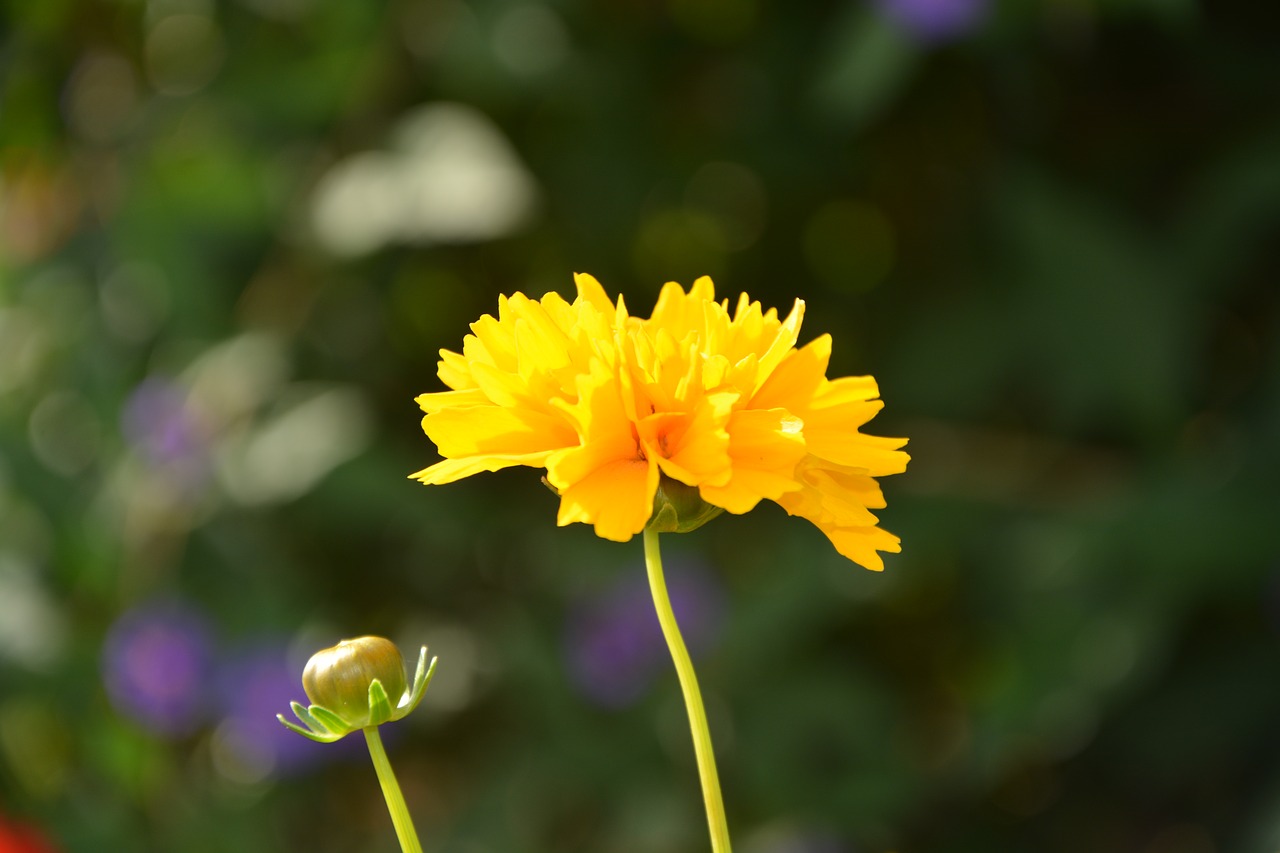 Image - flower yellow sun button nature