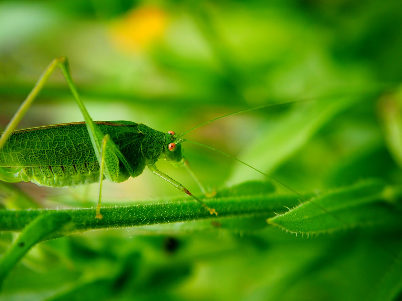 Image - grasshopper garden green close