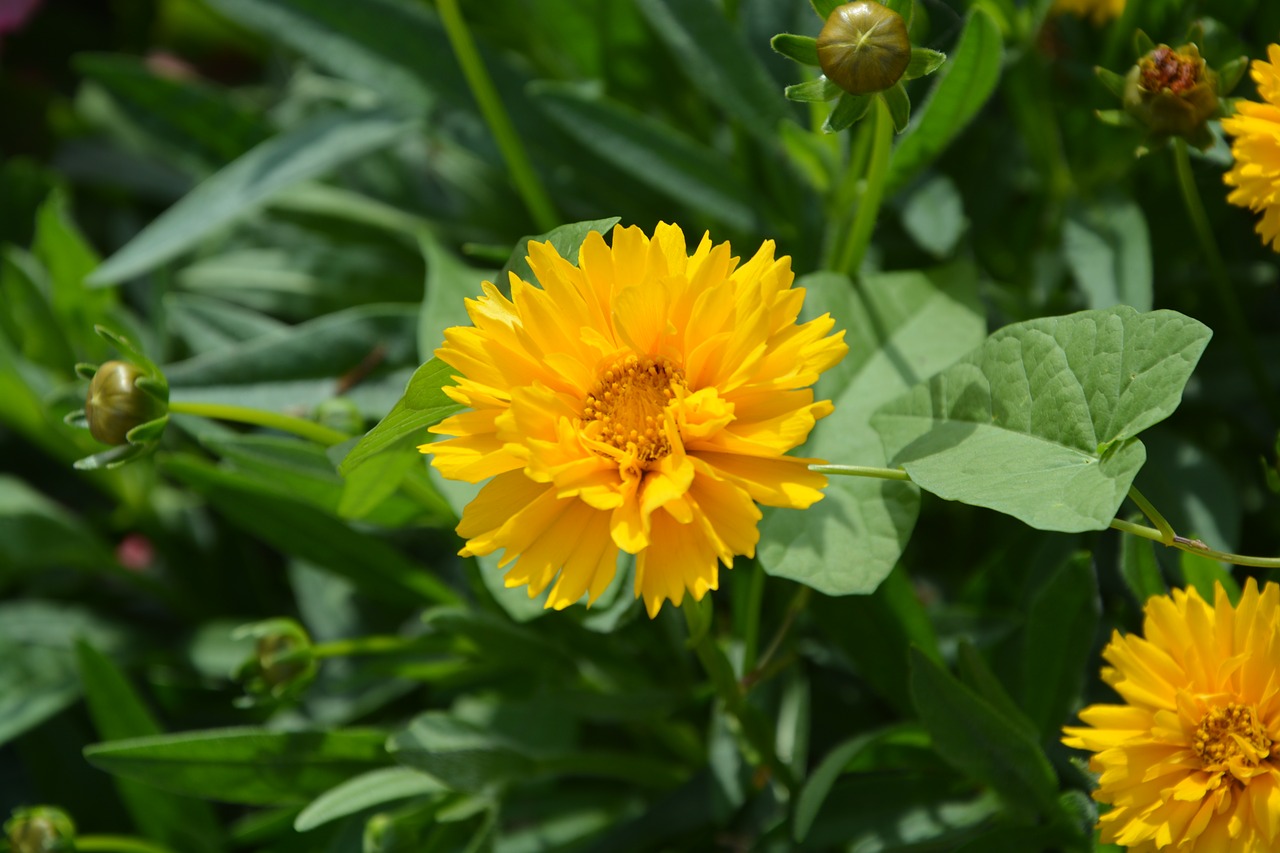 Image - yellow flower green petals garden