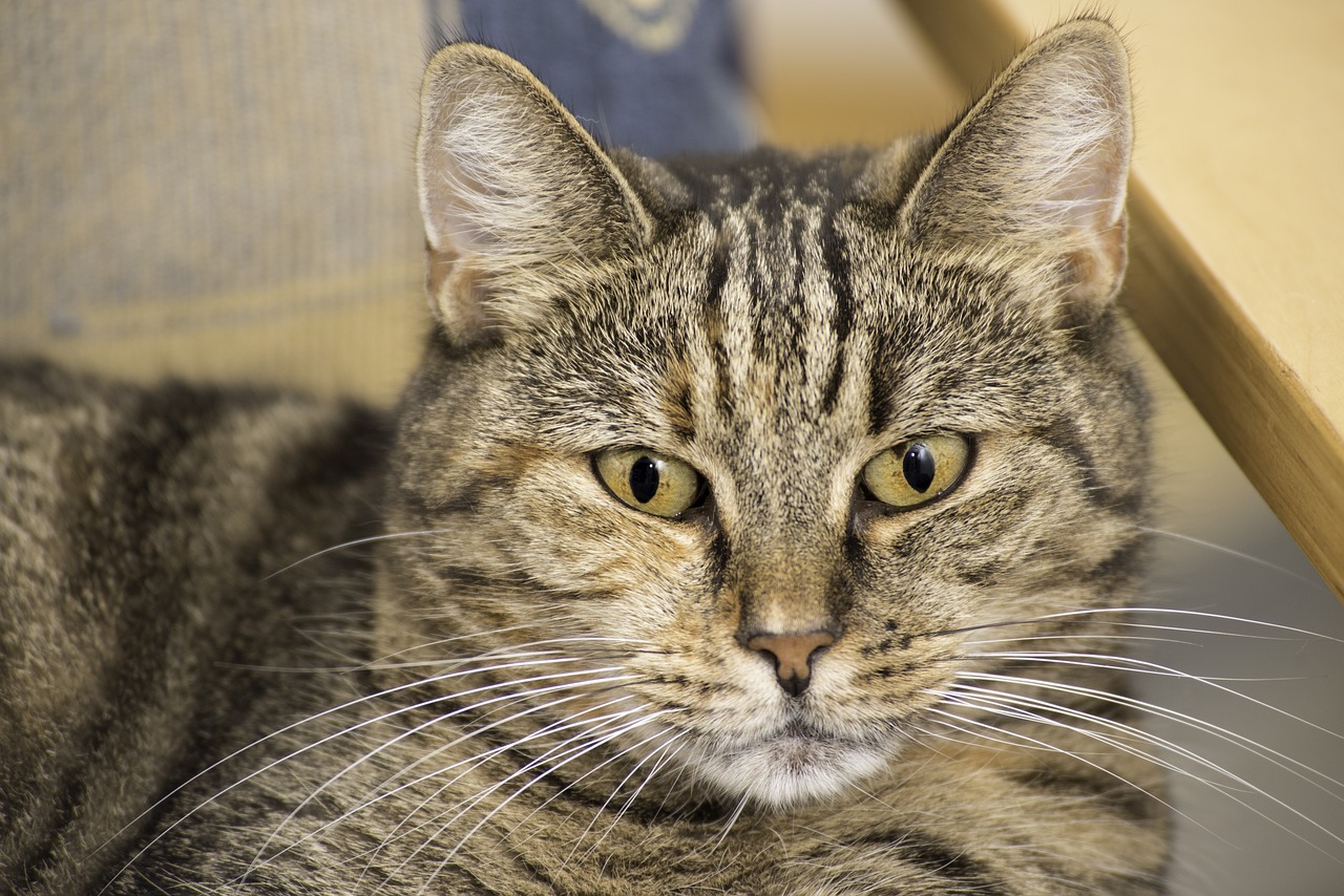 Image - domestic cat close up public record