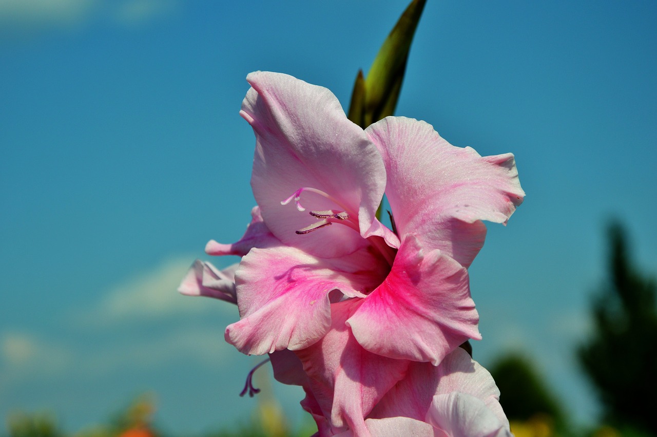 Image - gladiolus gladidus