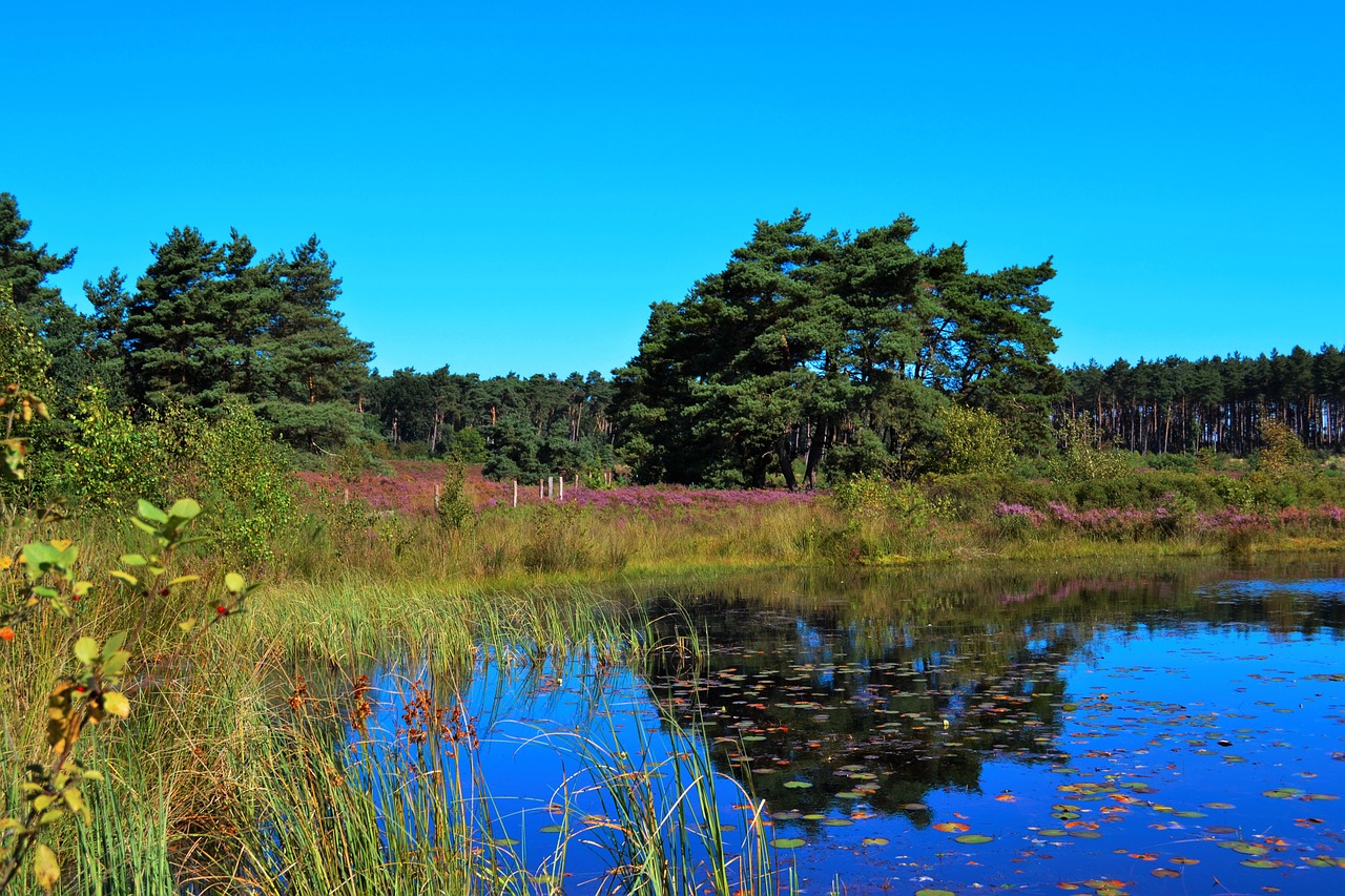 Image - heide ven moorland