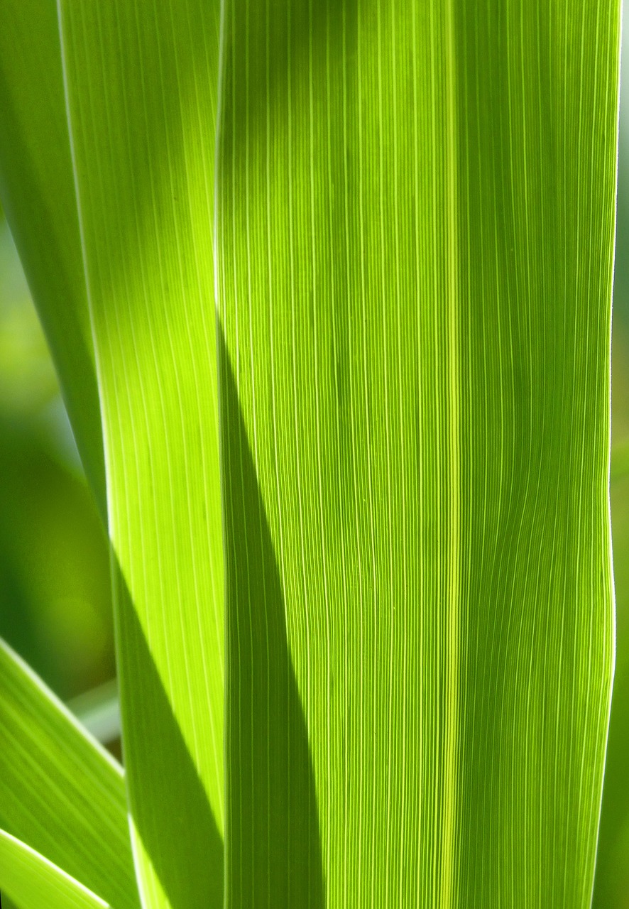 Image - leaf nerves american cane