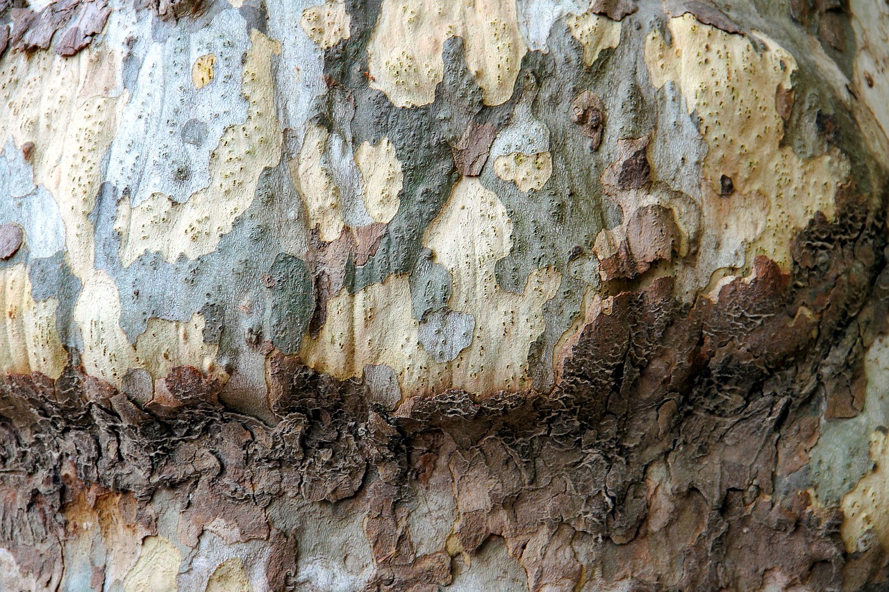 Image - tree bark bark structure tree