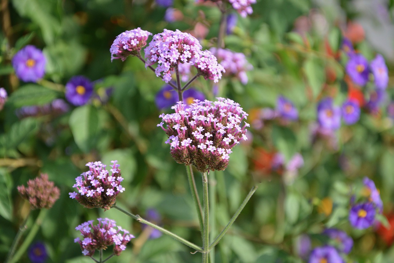 Image - flowers pink rod green leaves