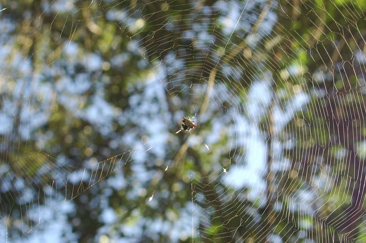 Image - spider crab spider web nature