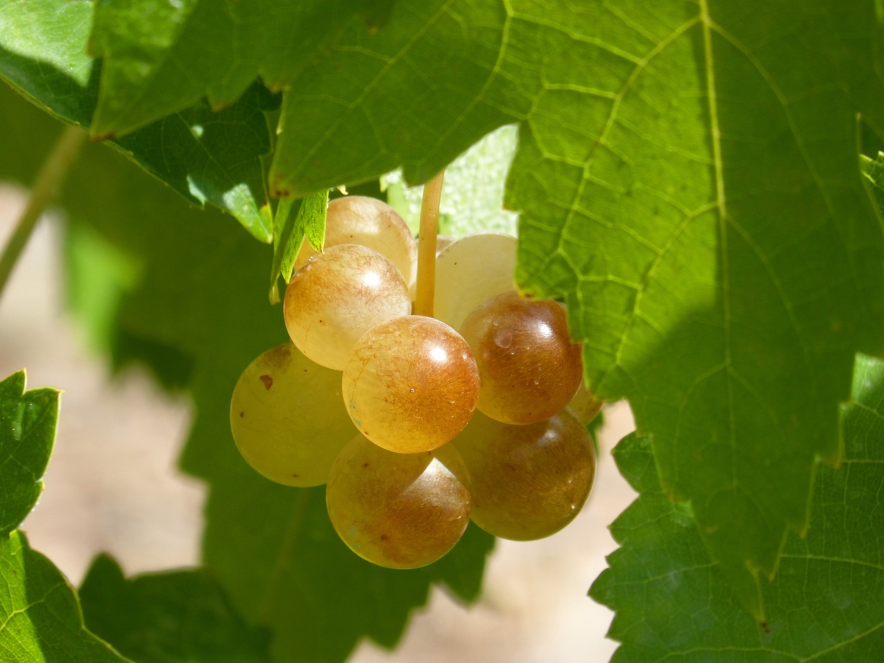 Image - grape mature seasoning macabeo