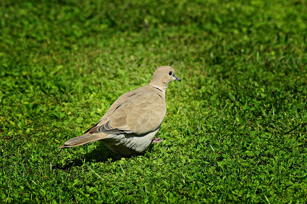 Image - pigeon turtledove bird animals