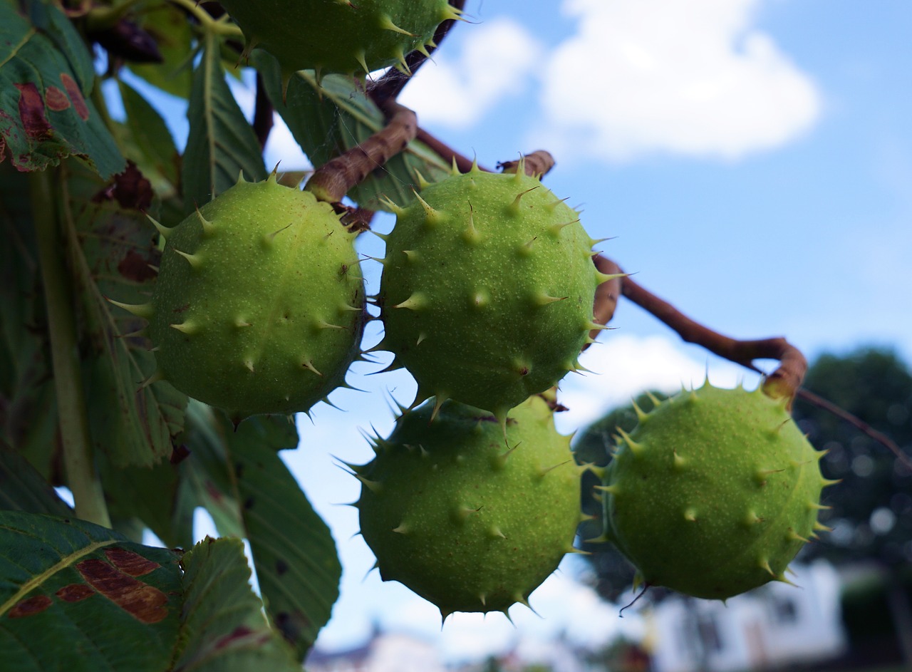 Image - chestnut tree autumn nature fruit