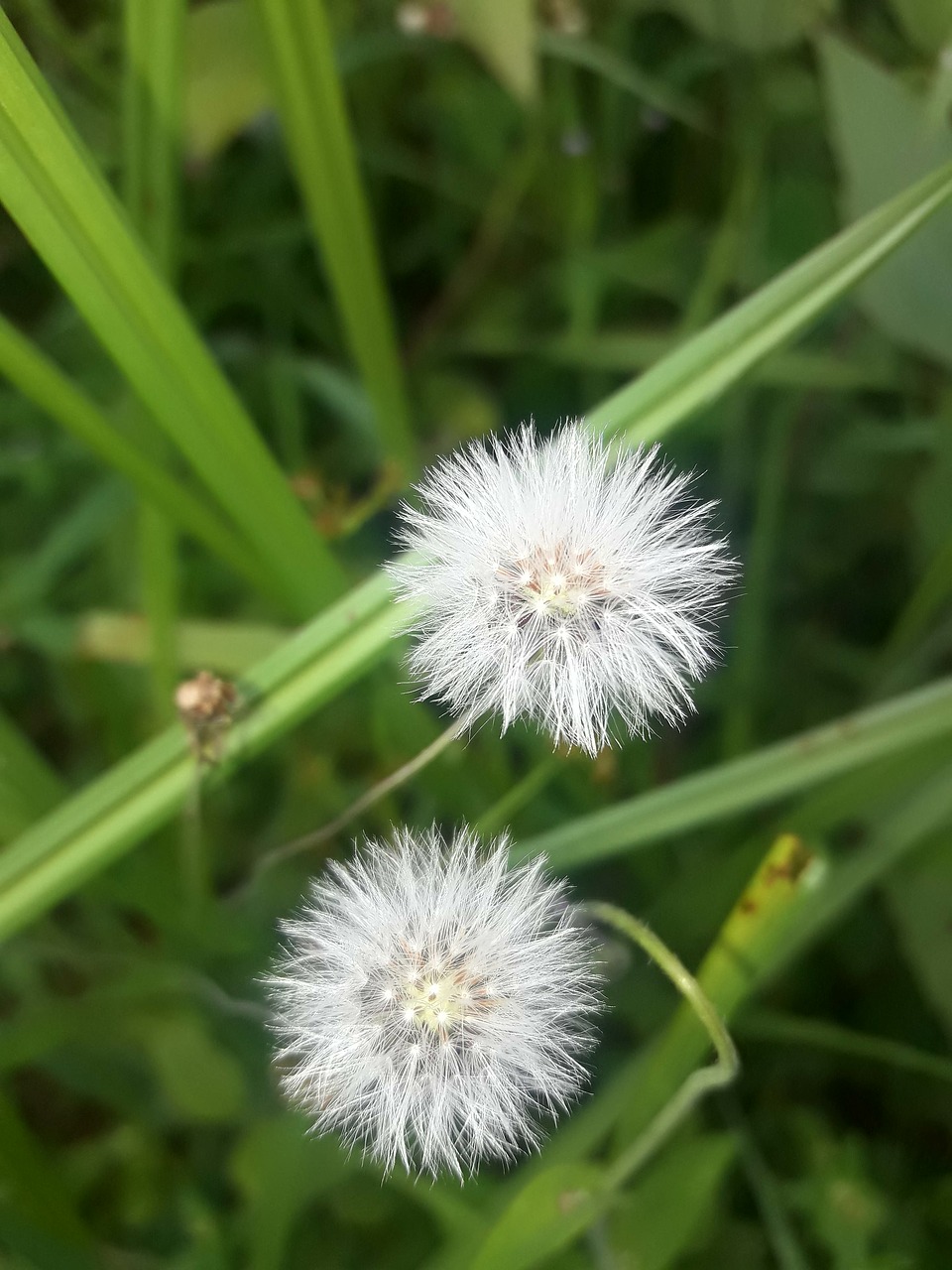 Image - flower beauty awesome white