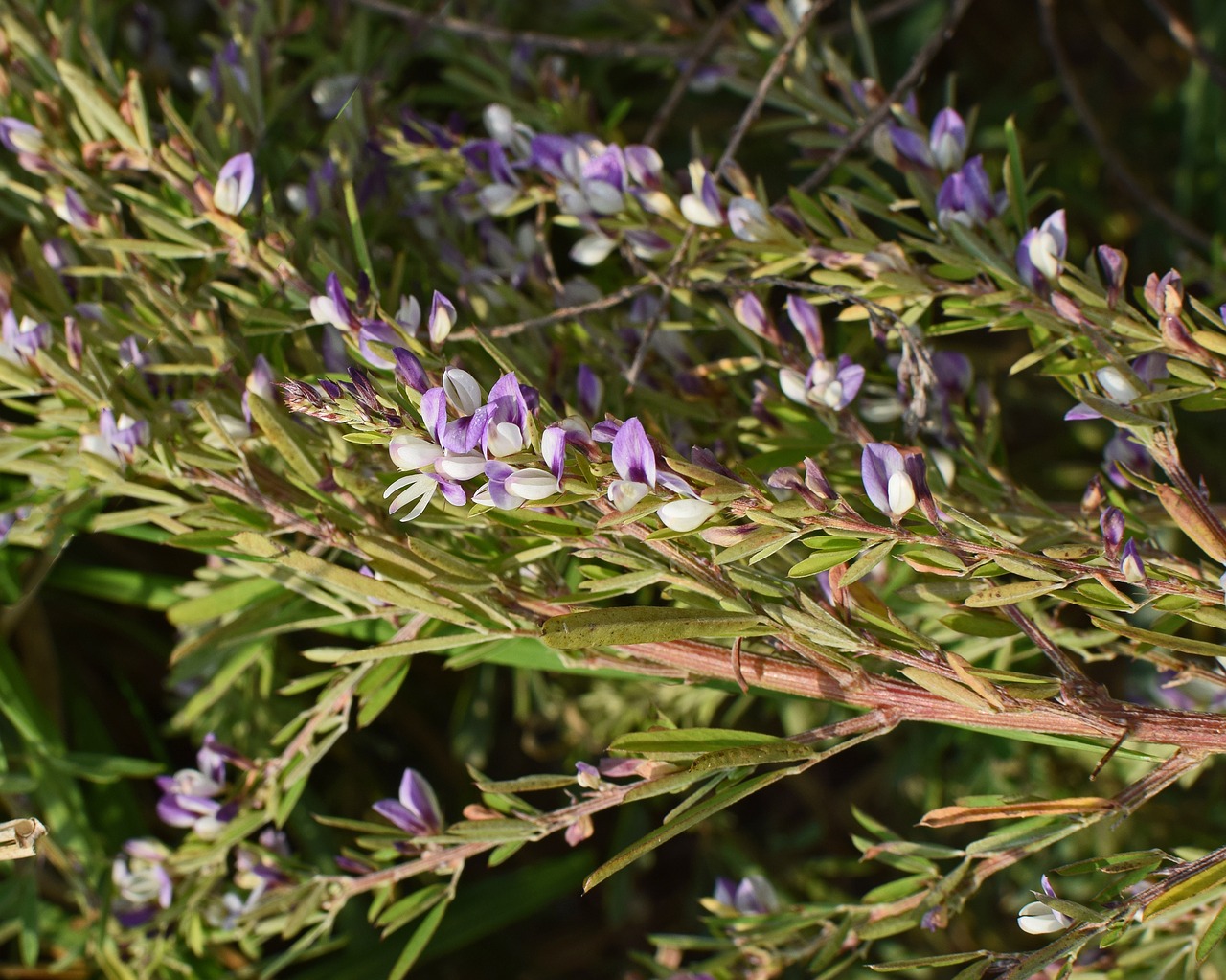 Image - wild heather heather wildflower