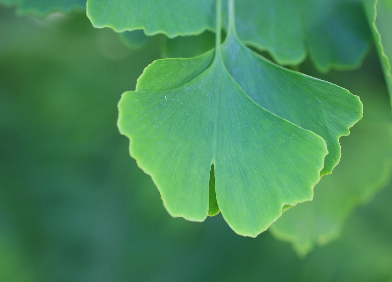 Image - gingko biloba leaves nature