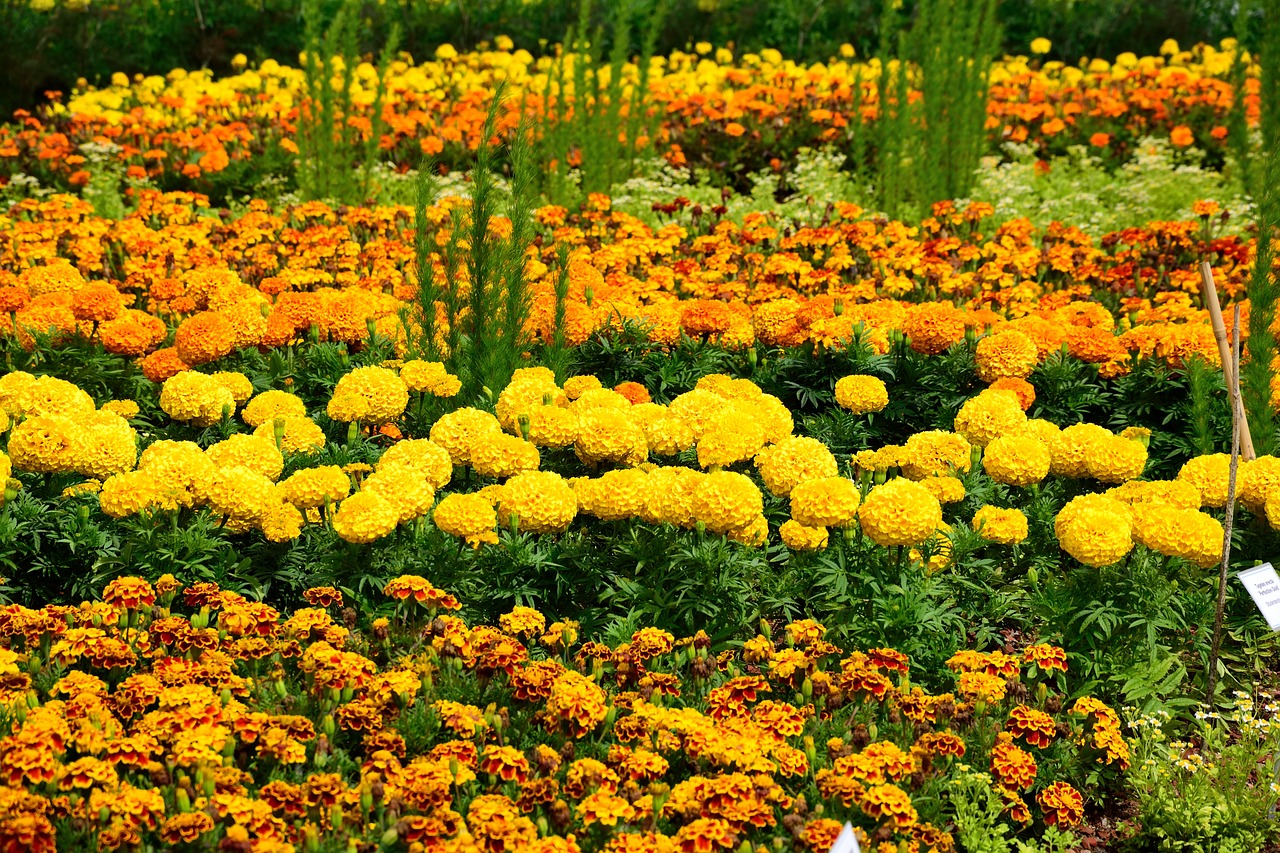 Image - flower bed yellow orange bloom