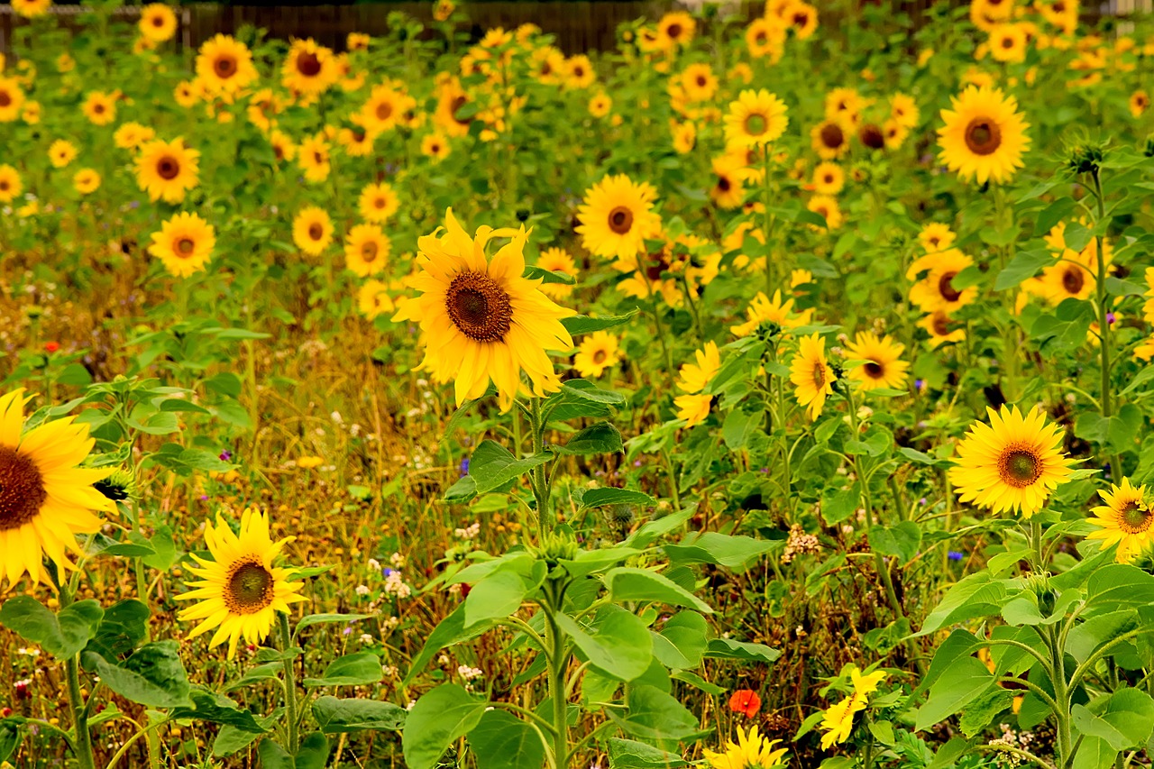 Image - sunflower field blossom bloom