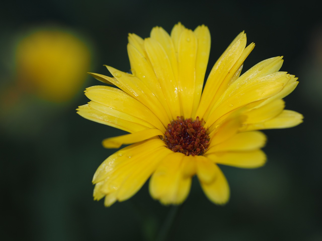 Image - flower yellow summer yellow flower