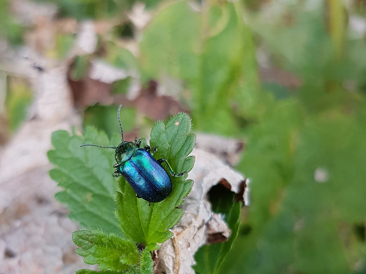 Image - chrysolina coerulans