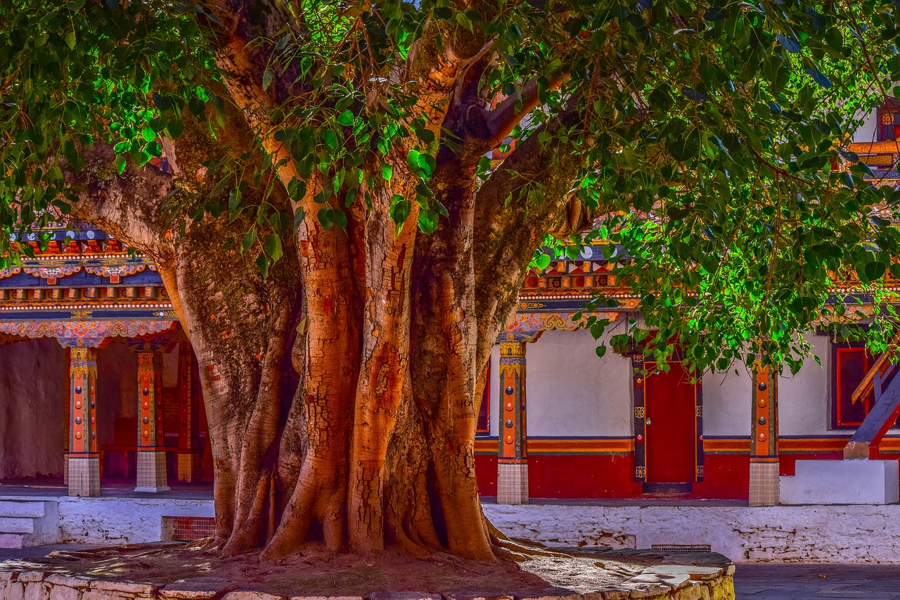 Image - tree banyan tree bark big tree