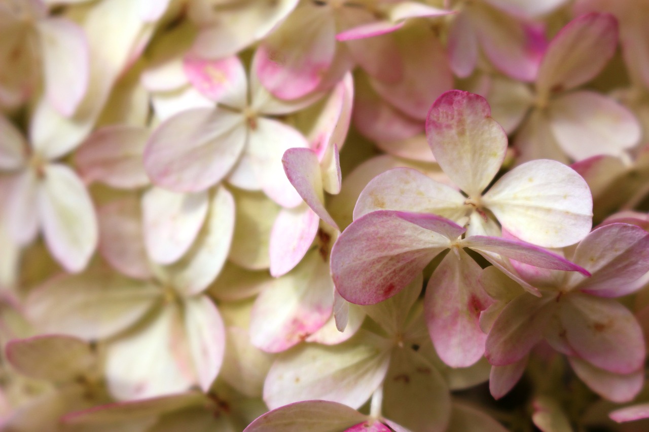 Image - white pink flowers romantic