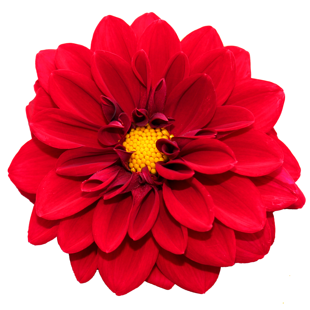 Image - red dahlia blossom bloom close