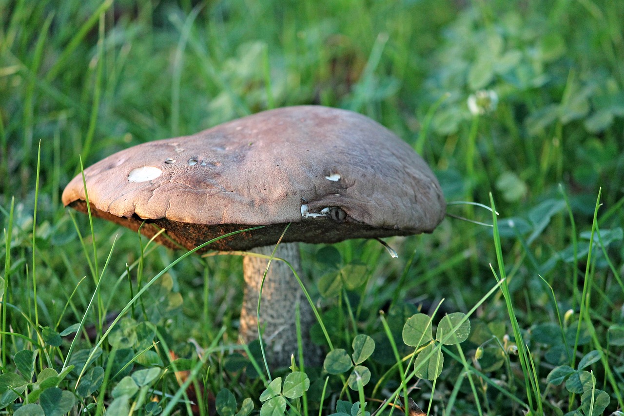 Image - mushroom eye hat tube mushroom