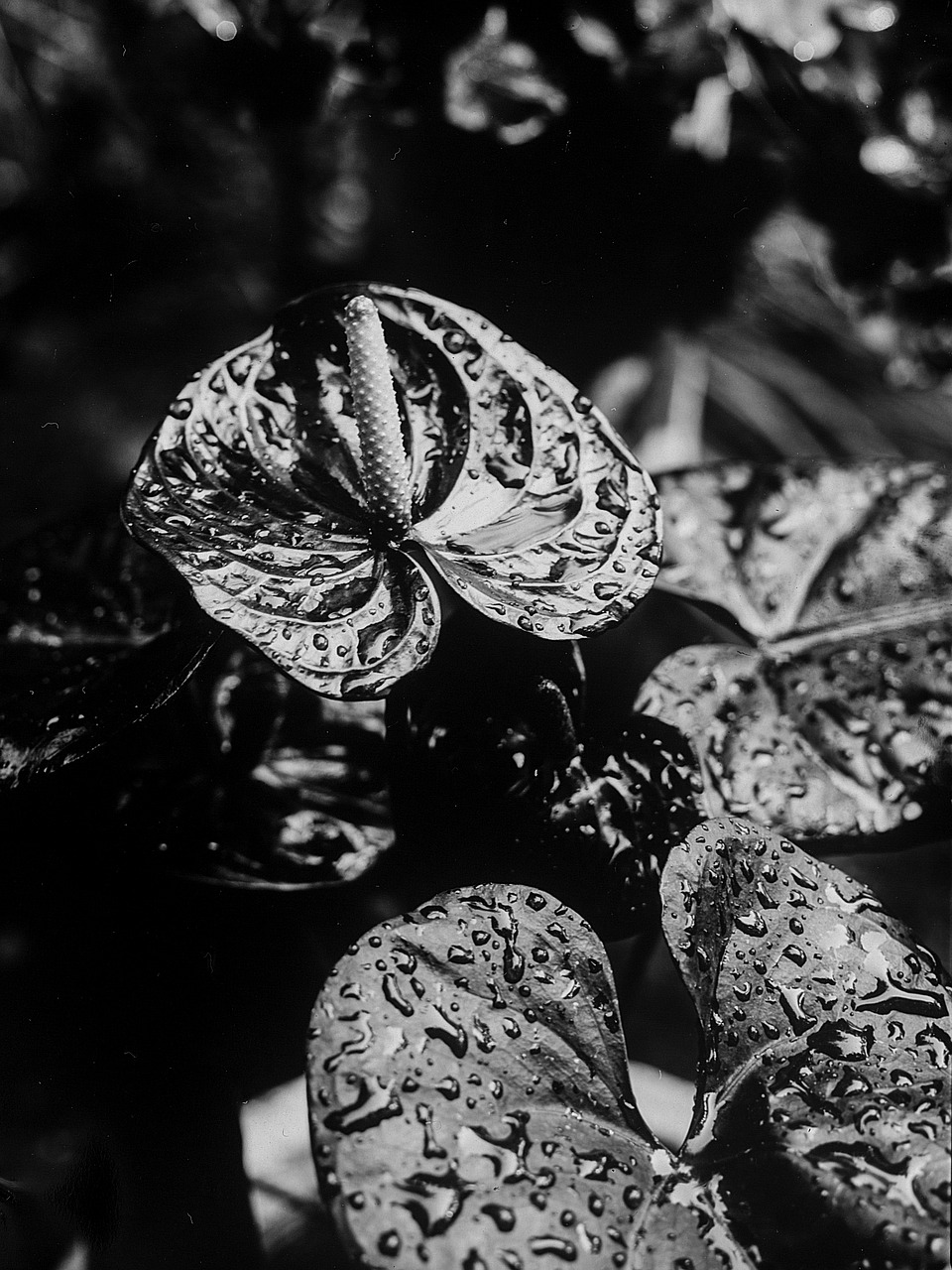 Image - flower macro black and white