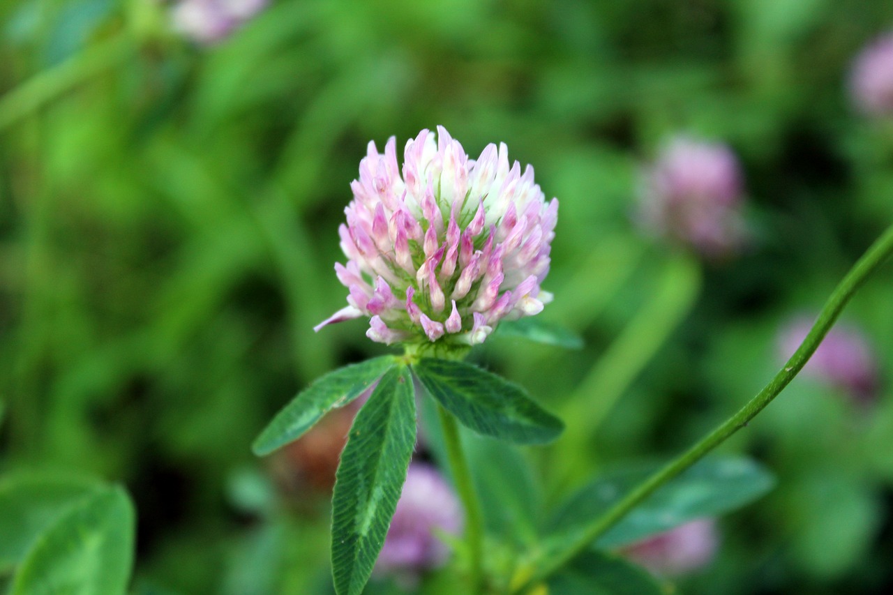 Image - plant clover meadow nature