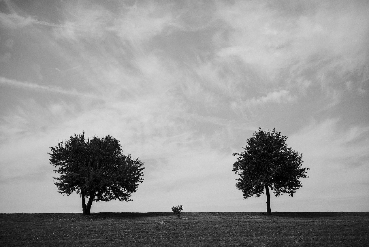 Image - trees monochrome minimal landscape