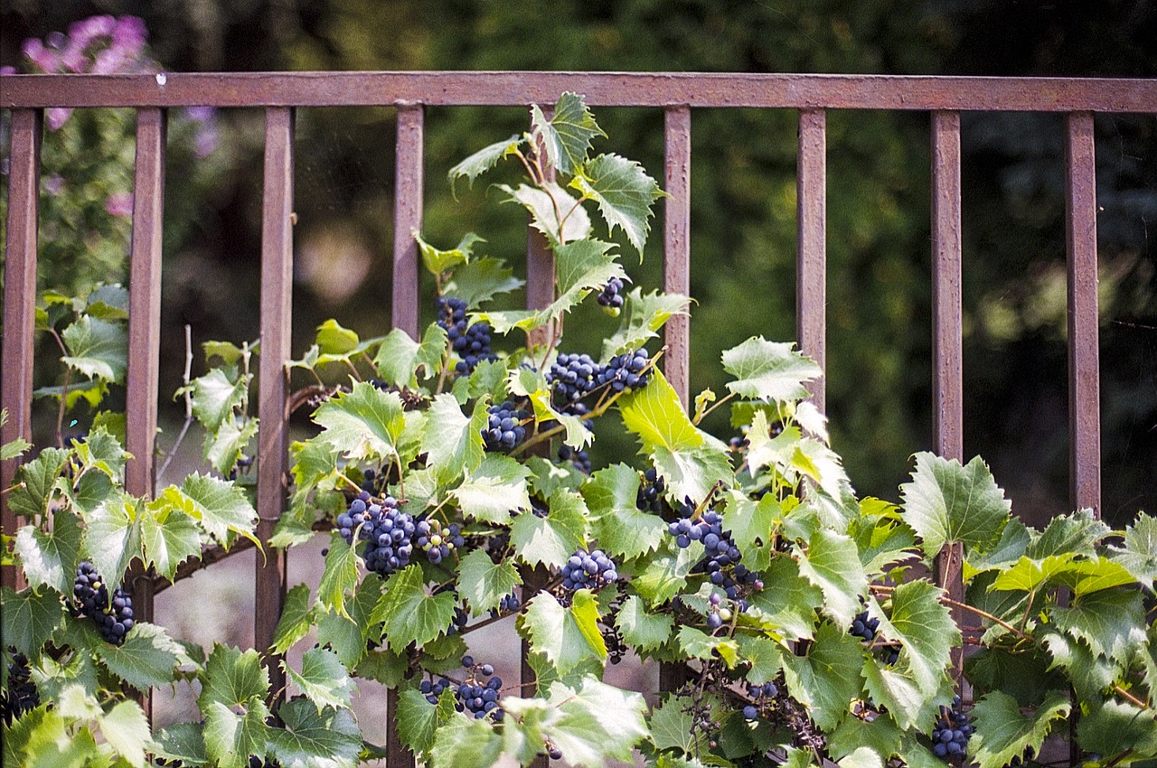 Image - vines virginia creeper ivy creeper