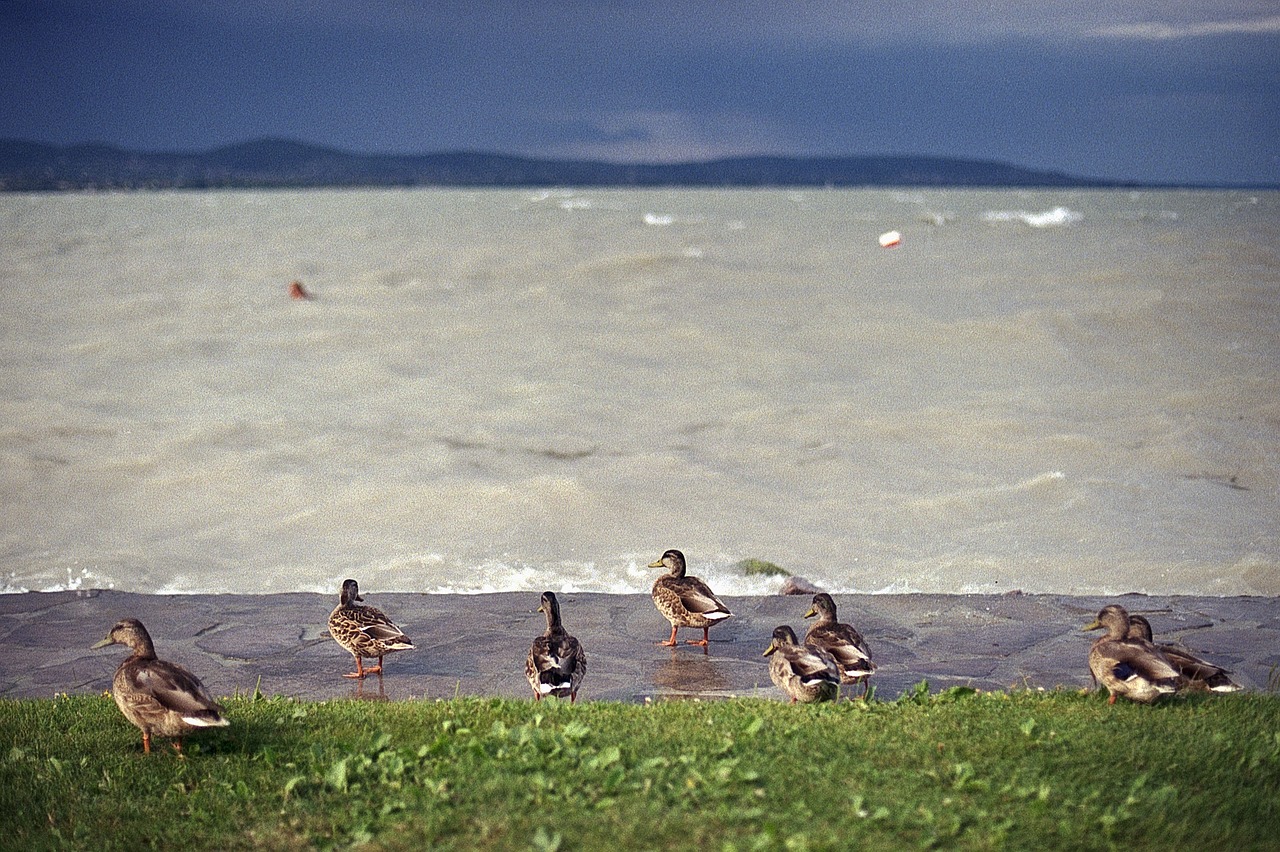 Image - ducks lake storm balaton hills